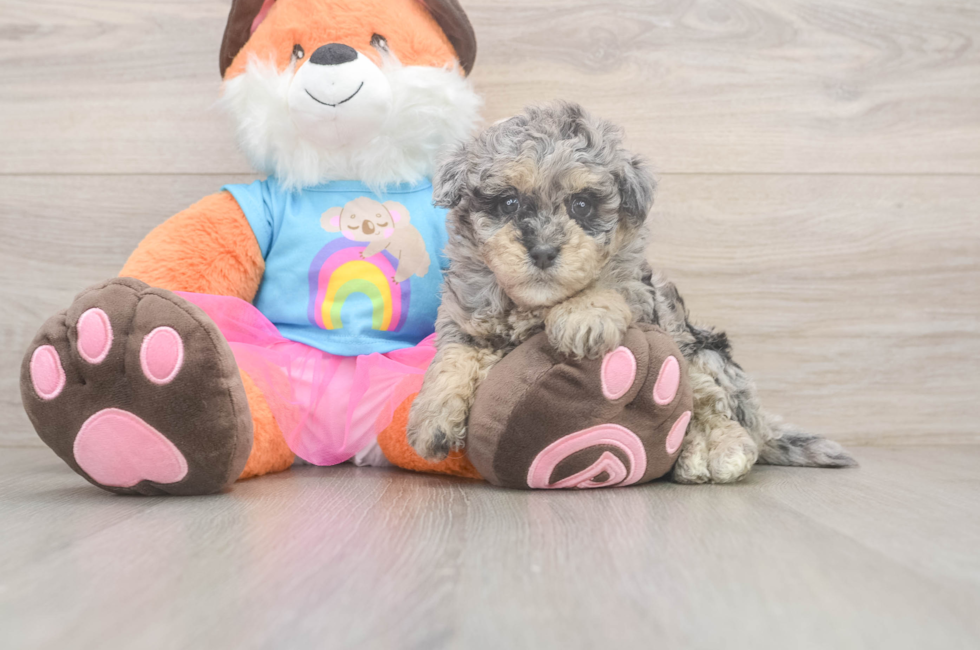 6 week old Havapoo Puppy For Sale - Florida Fur Babies