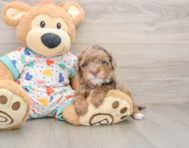 6 week old Havapoo Puppy For Sale - Florida Fur Babies