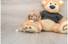 Best Havapoo Baby