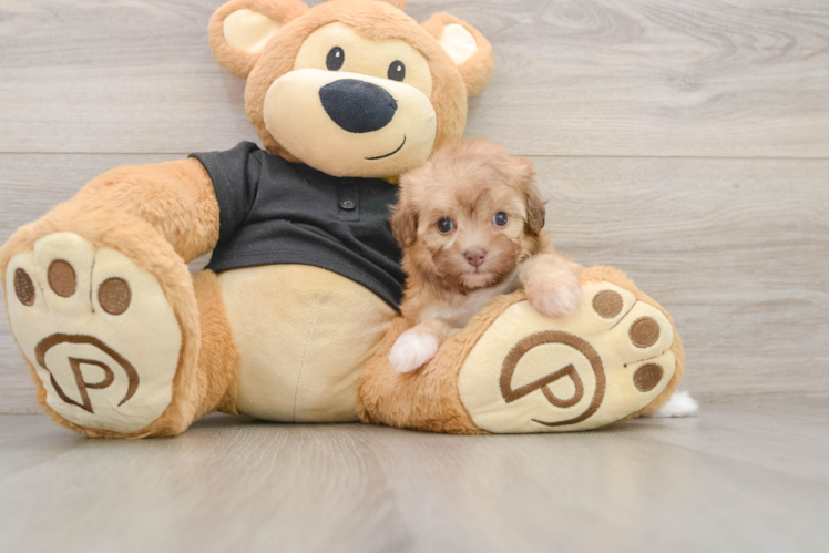 Smart Havapoo Poodle Mix Pup