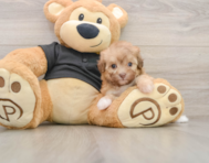 7 week old Havapoo Puppy For Sale - Florida Fur Babies