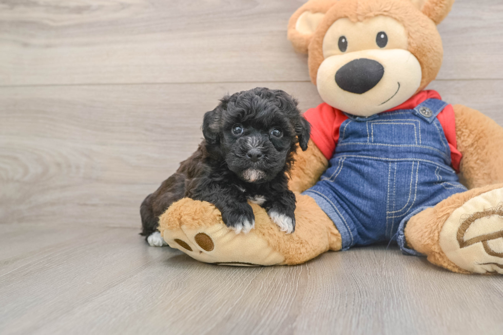 Havapoo Pup Being Cute