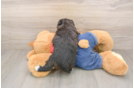 Hypoallergenic Havadoodle Poodle Mix Puppy