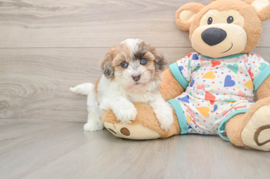 Havapoo Puppy for Adoption