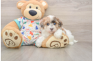 Fluffy Havapoo Poodle Mix Pup