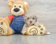 8 week old Havapoo Puppy For Sale - Florida Fur Babies