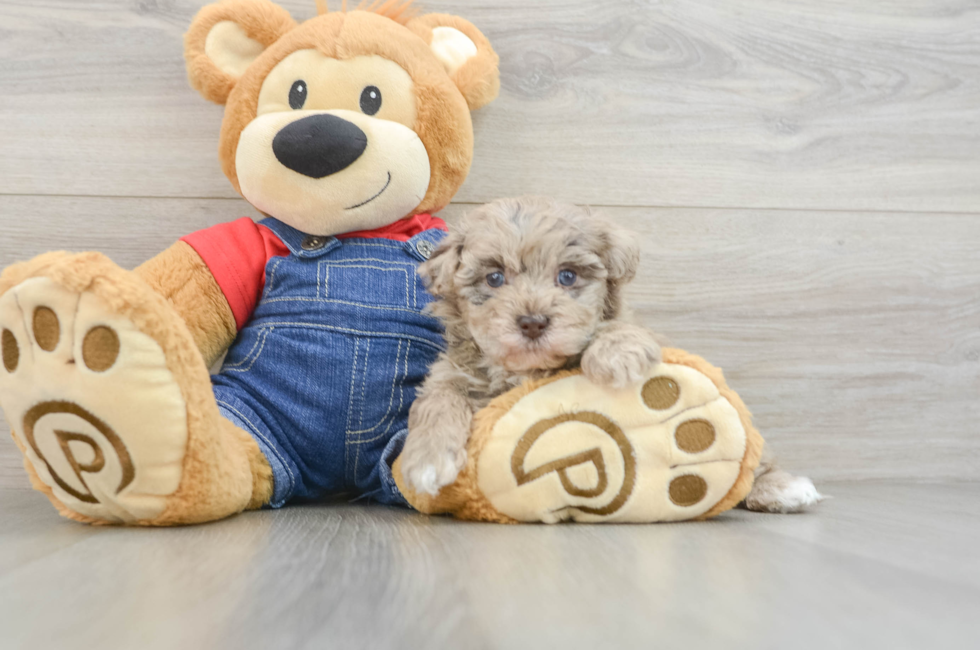 6 week old Havapoo Puppy For Sale - Florida Fur Babies