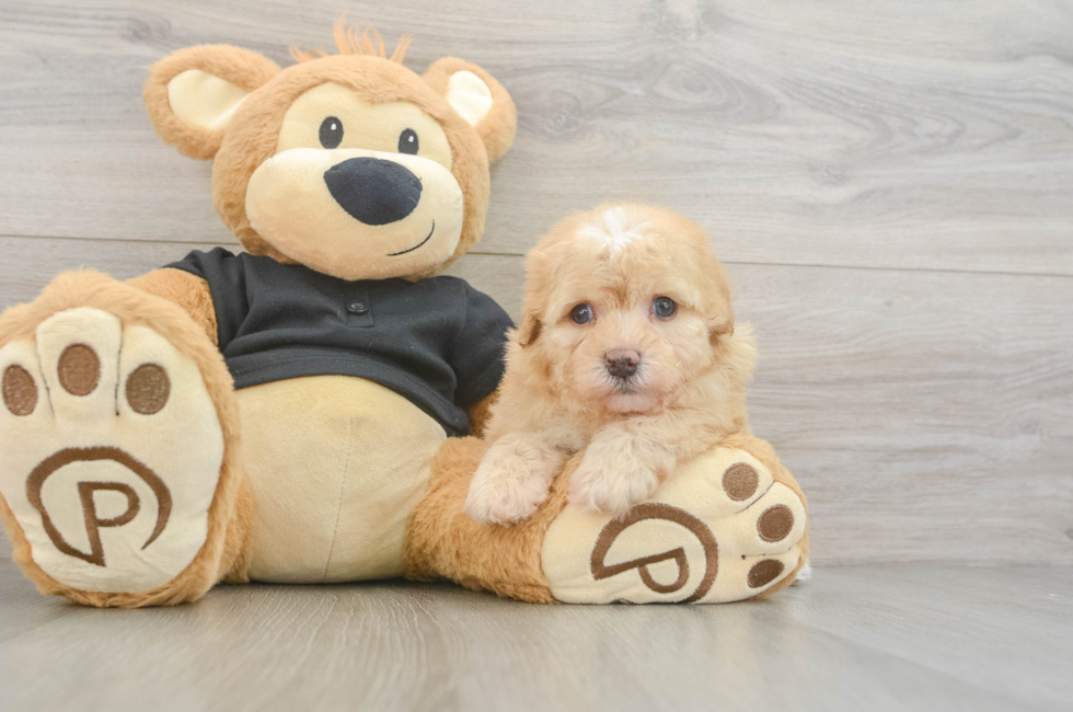 5 week old Havapoo Puppy For Sale - Florida Fur Babies