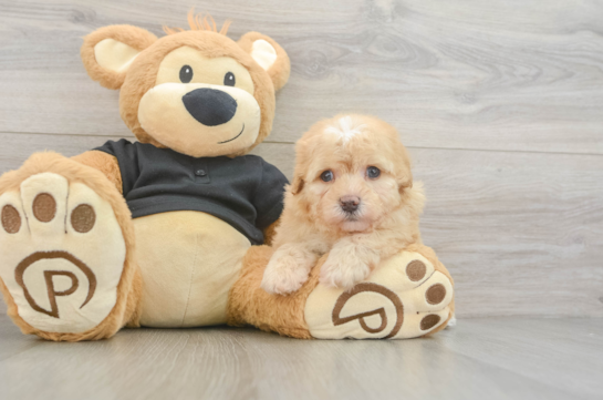 Havapoo Puppy for Adoption