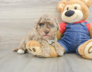 8 week old Havapoo Puppy For Sale - Florida Fur Babies