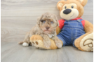 Havapoo Puppy for Adoption