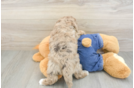 Havapoo Puppy for Adoption