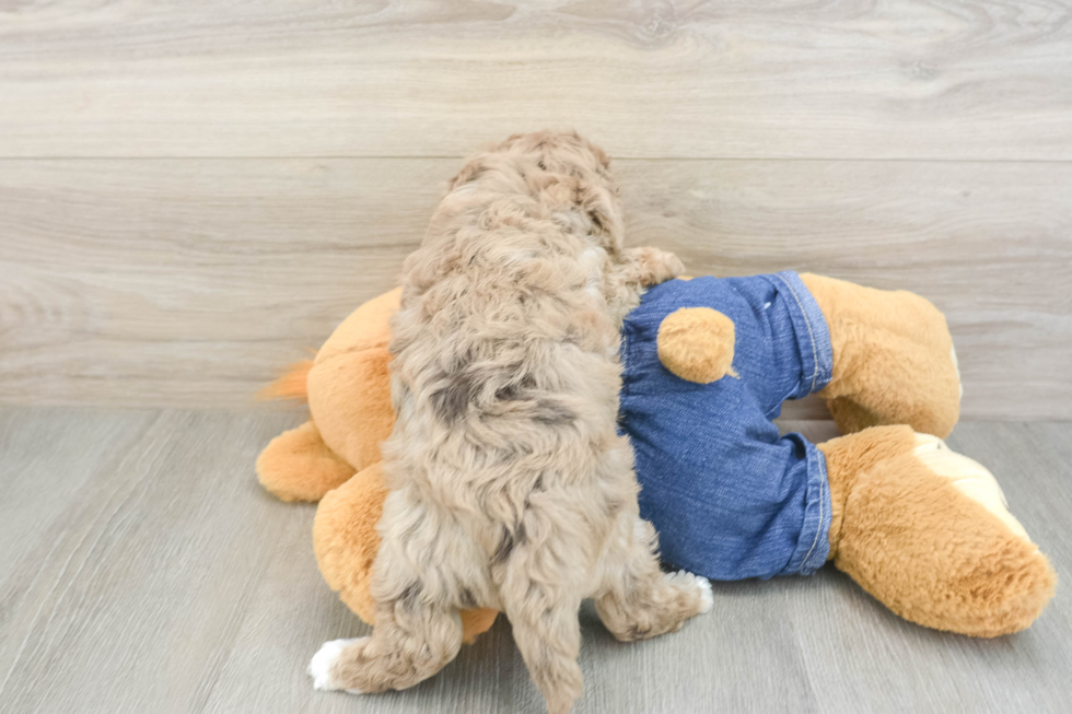 Havapoo Puppy for Adoption
