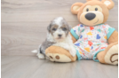 Havapoo Puppy for Adoption