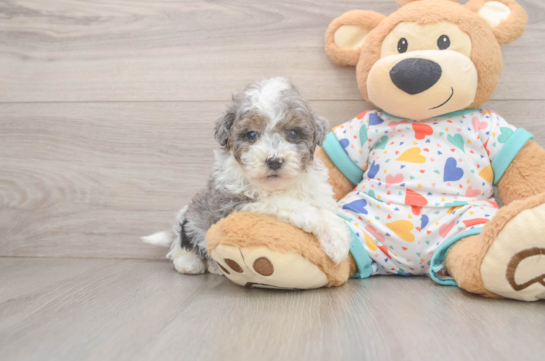 Havapoo Puppy for Adoption