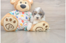Best Havapoo Baby