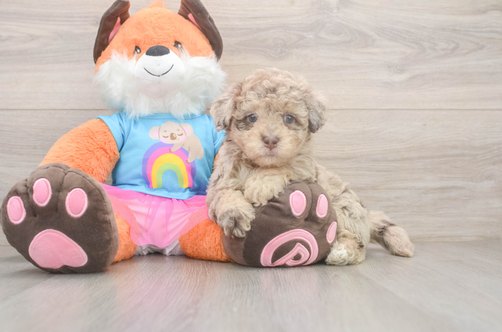 6 week old Havapoo Puppy For Sale - Florida Fur Babies