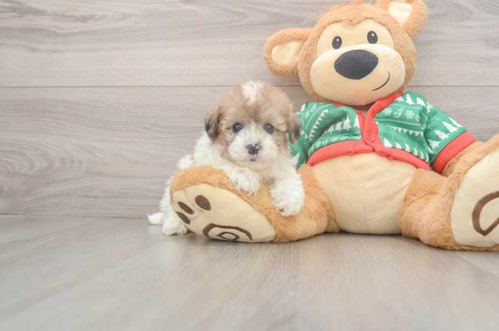 5 week old Havapoo Puppy For Sale - Florida Fur Babies