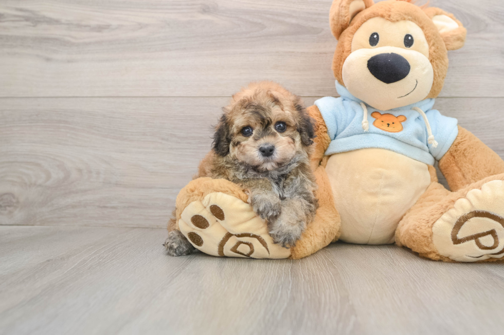 Havapoo Puppy for Adoption