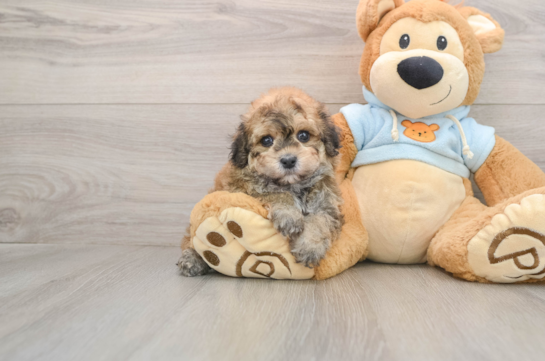 Havapoo Puppy for Adoption