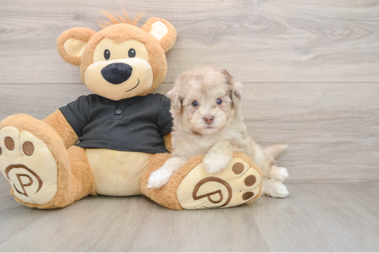 Small Havapoo Baby