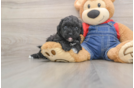 Hypoallergenic Havadoodle Poodle Mix Puppy