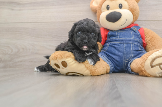 Hypoallergenic Havadoodle Poodle Mix Puppy