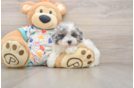 Havapoo Pup Being Cute