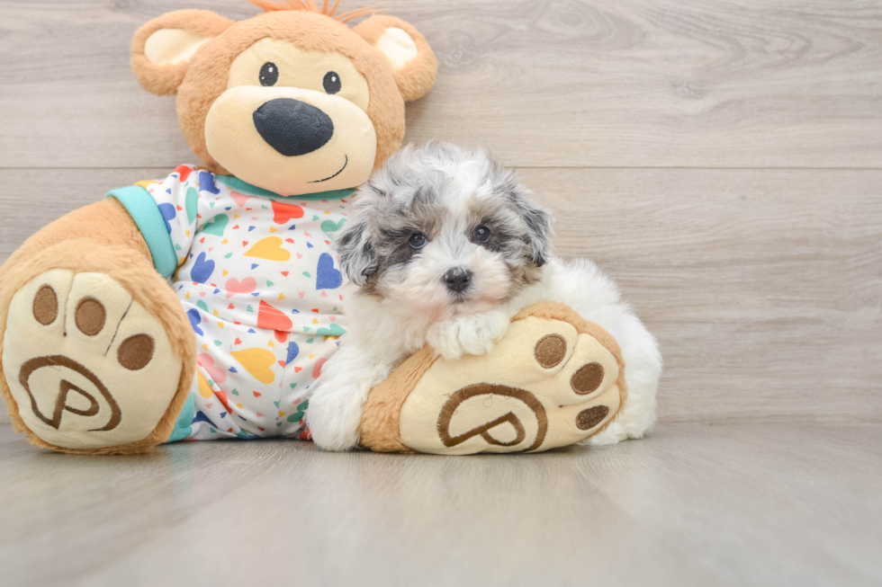 Havapoo Pup Being Cute
