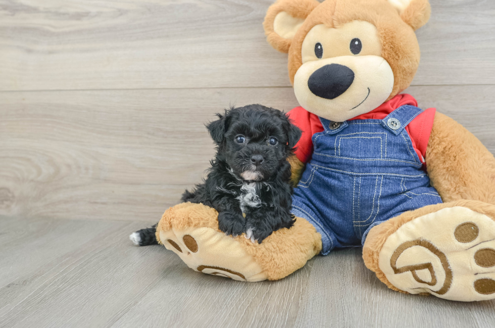 6 week old Havapoo Puppy For Sale - Florida Fur Babies
