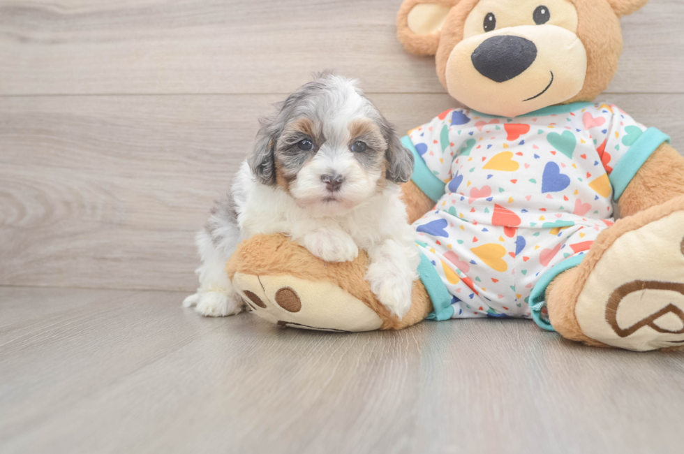 5 week old Havapoo Puppy For Sale - Florida Fur Babies