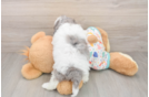 Havapoo Puppy for Adoption