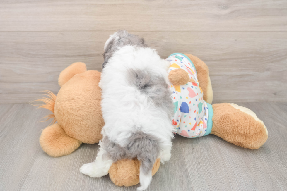 Havapoo Puppy for Adoption
