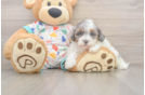 Havapoo Puppy for Adoption