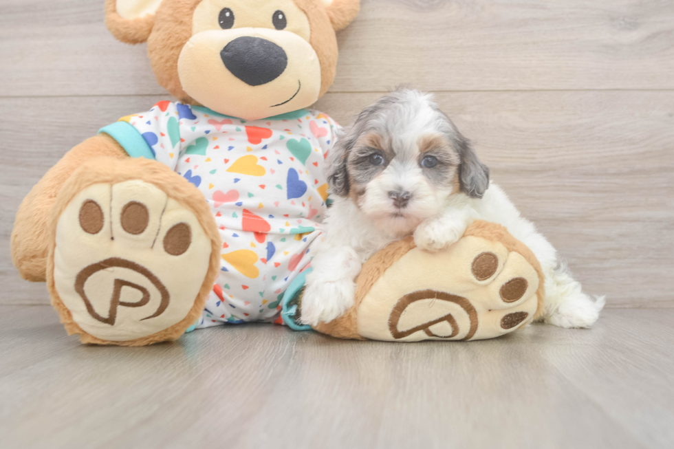 Havapoo Puppy for Adoption