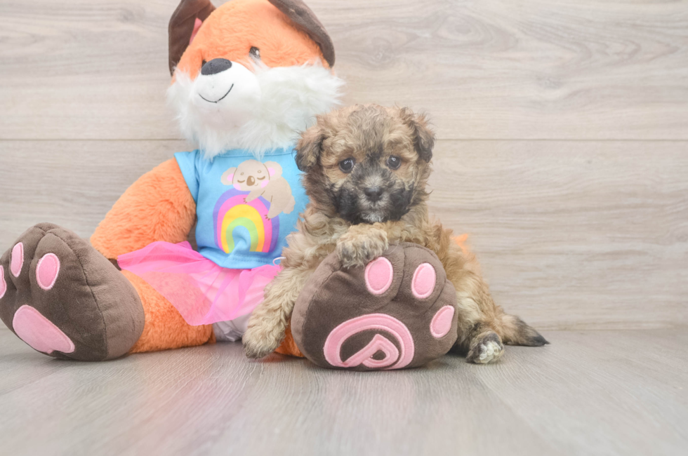 6 week old Havapoo Puppy For Sale - Florida Fur Babies