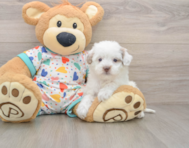 6 week old Havapoo Puppy For Sale - Florida Fur Babies