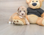 7 week old Havapoo Puppy For Sale - Florida Fur Babies