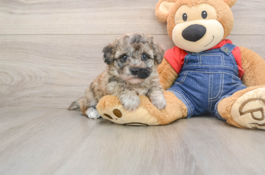Havapoo Pup Being Cute
