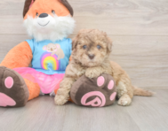 8 week old Havapoo Puppy For Sale - Florida Fur Babies