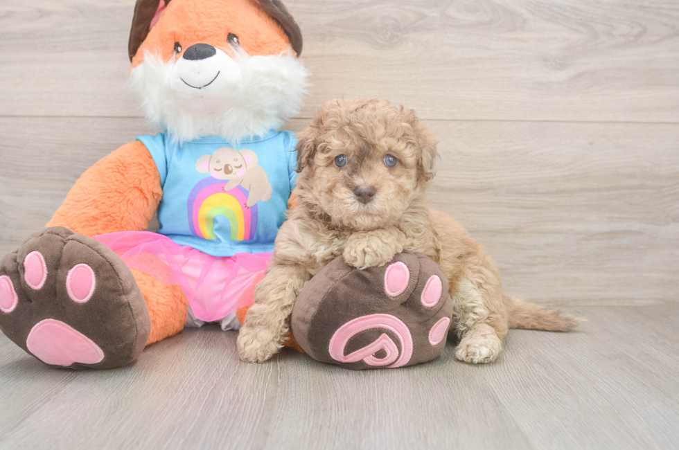 6 week old Havapoo Puppy For Sale - Florida Fur Babies