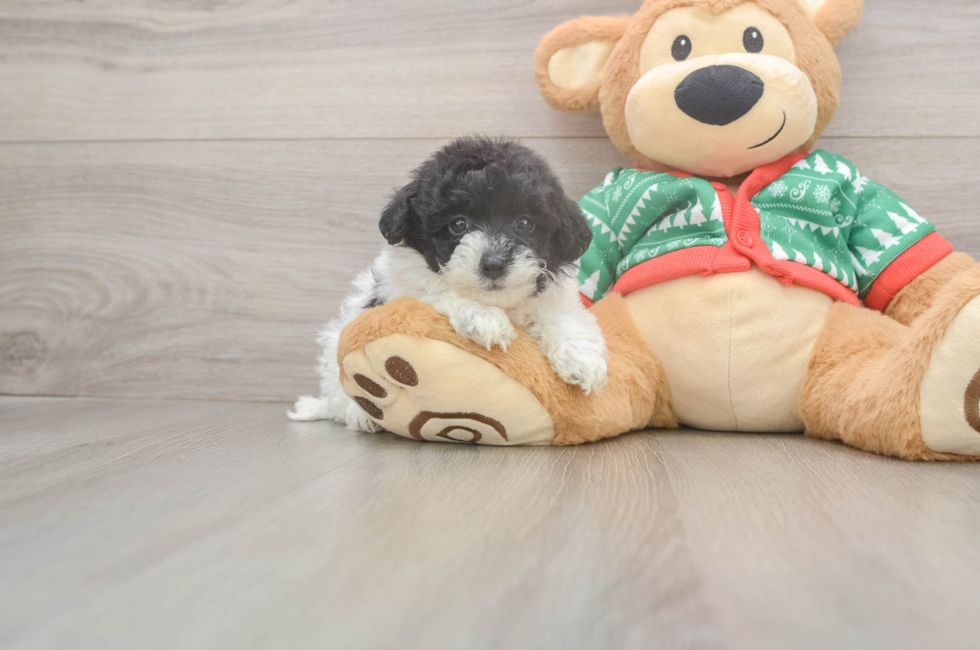 5 week old Havapoo Puppy For Sale - Florida Fur Babies