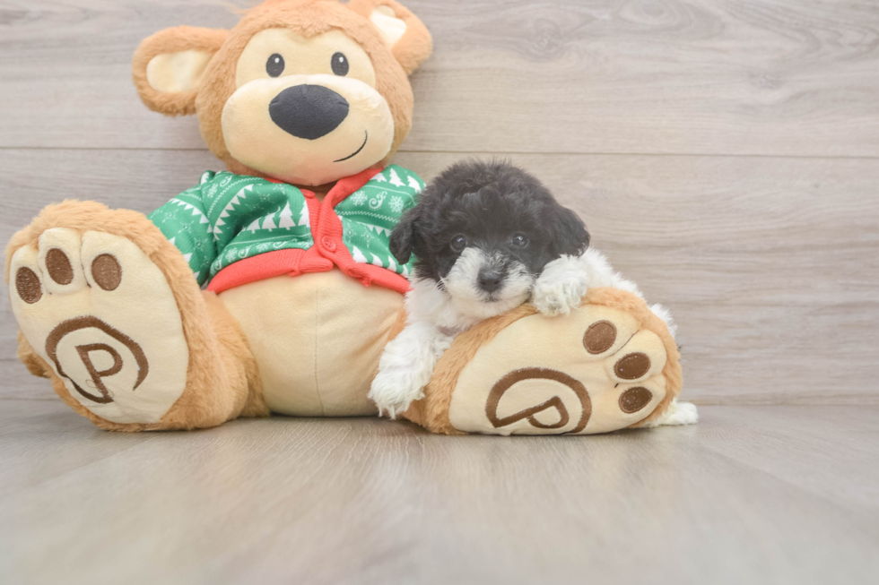 Fluffy Havapoo Poodle Mix Pup