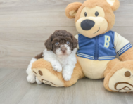 8 week old Havapoo Puppy For Sale - Florida Fur Babies