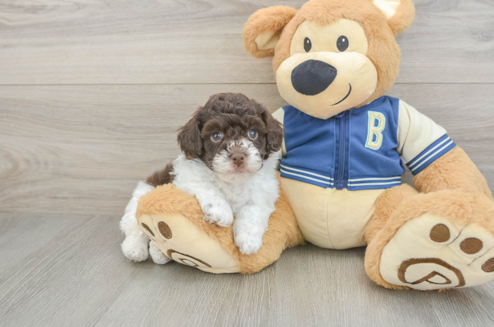 5 week old Havapoo Puppy For Sale - Florida Fur Babies