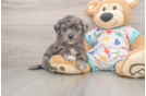 Energetic Havadoodle Poodle Mix Puppy