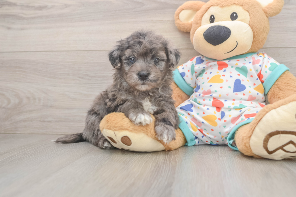Energetic Havadoodle Poodle Mix Puppy