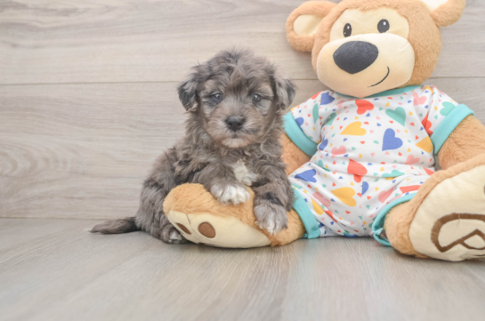 Energetic Havadoodle Poodle Mix Puppy