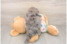 Little Havadoodle Poodle Mix Puppy