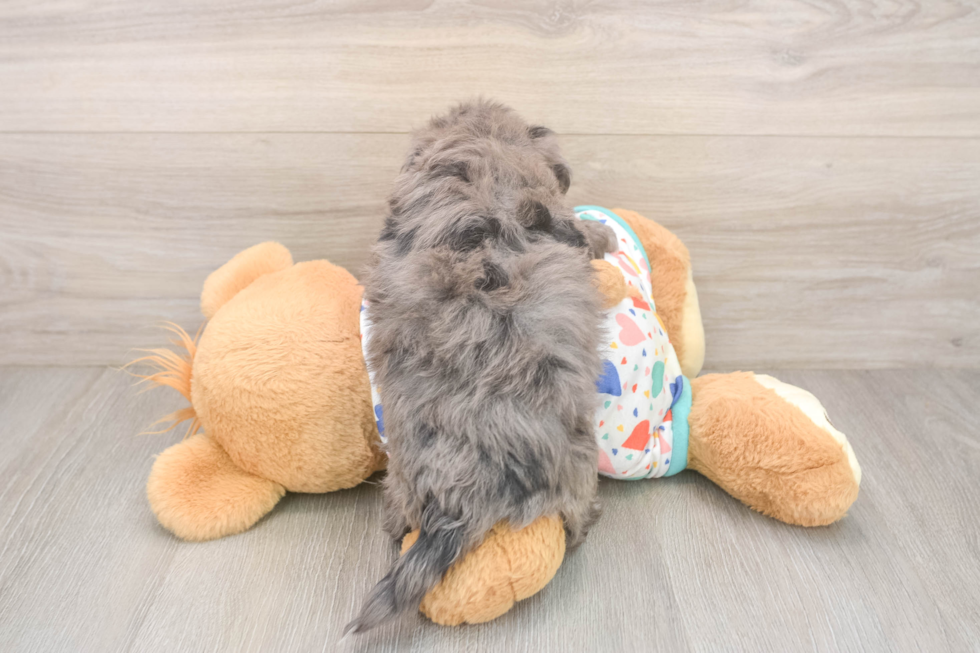 Little Havadoodle Poodle Mix Puppy
